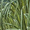 Beach Grass