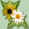 Ivy & Daisies
