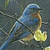 Bluebird