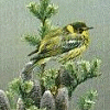 Cape May Warbler