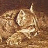 Cougar