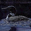Loons